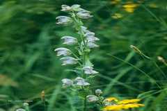 Aconitum heterophyllum